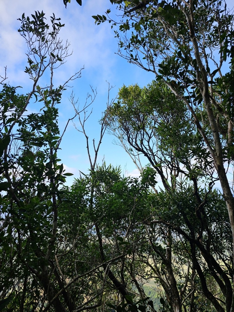 Leucopogon excelsus photo 5