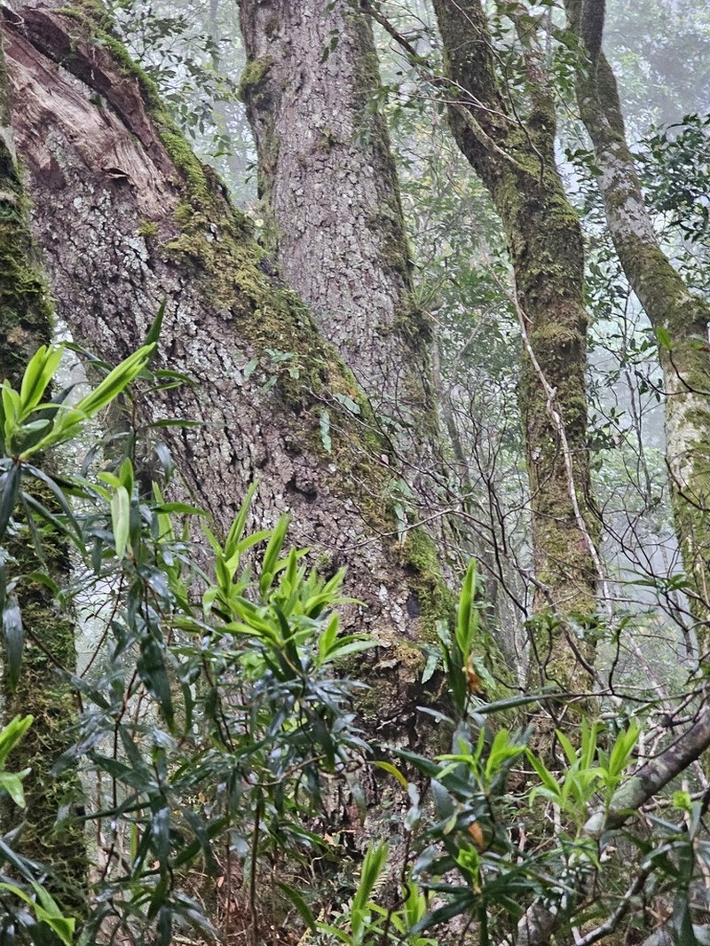 Leucopogon excelsus photo 6