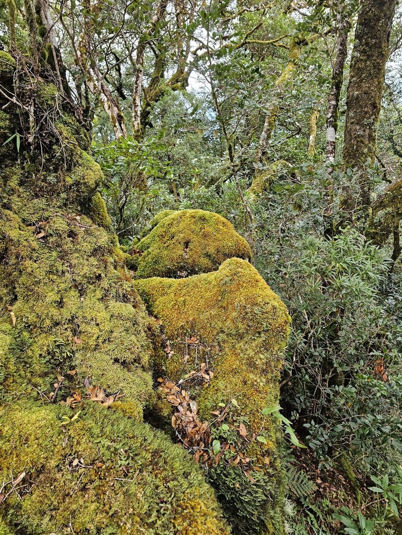 Leucopogon excelsus photo 7