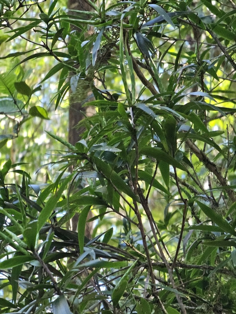 Leucopogon excelsus photo 8
