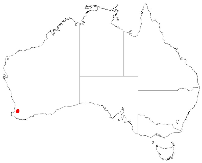 Leucopogon extremus