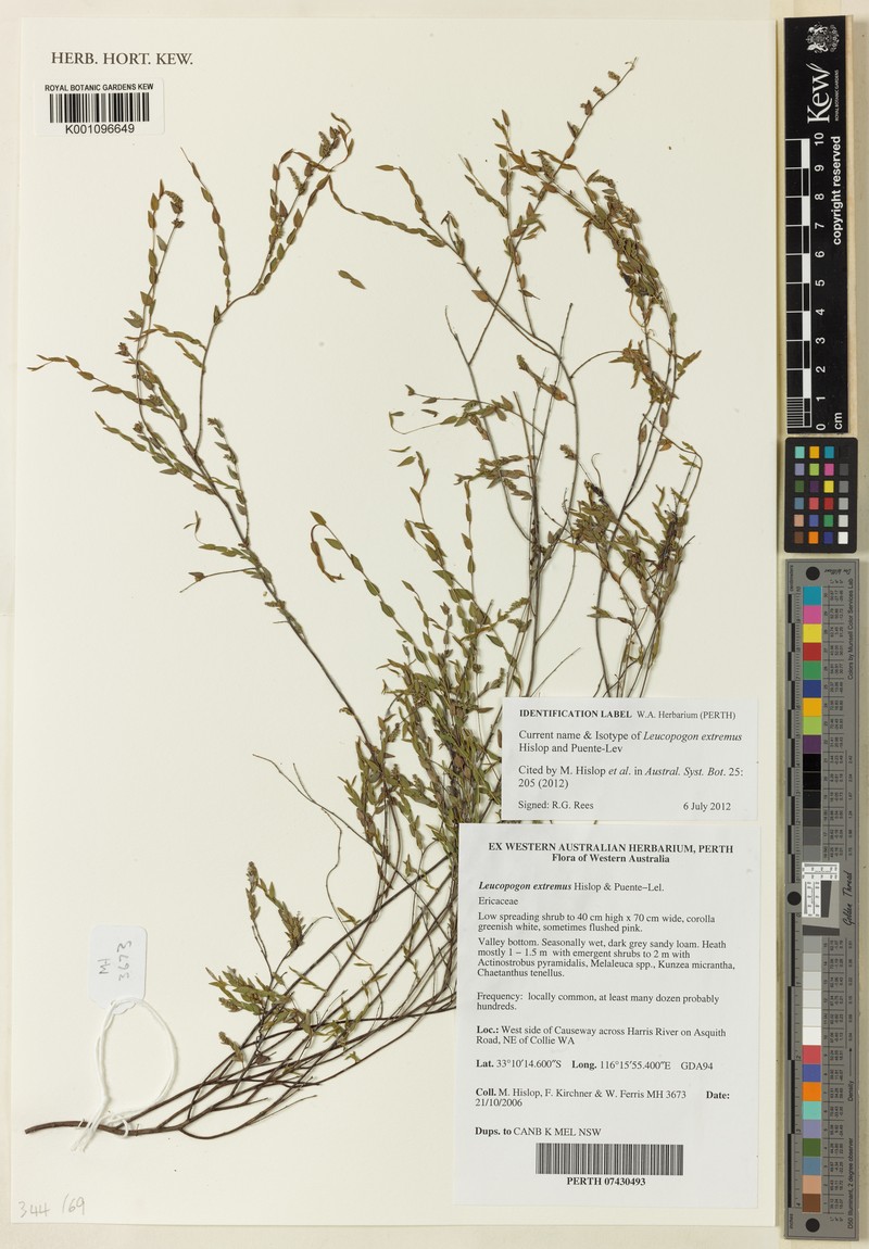 Leucopogon extremus photo 2