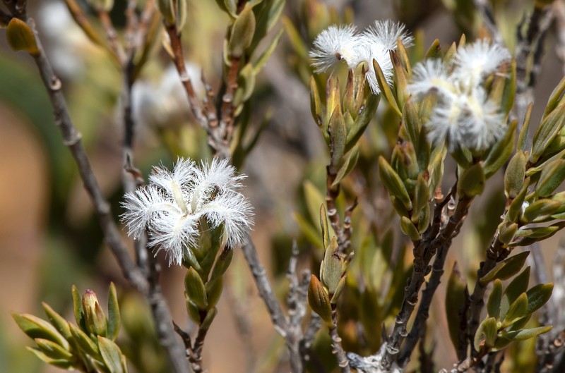Leucopogon foliosus