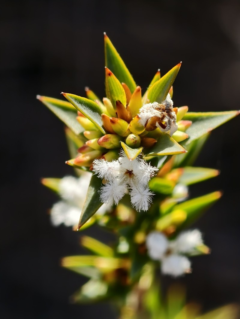 Leucopogon foliosus photo 3