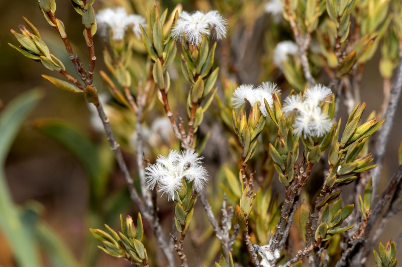 Leucopogon foliosus photo 4