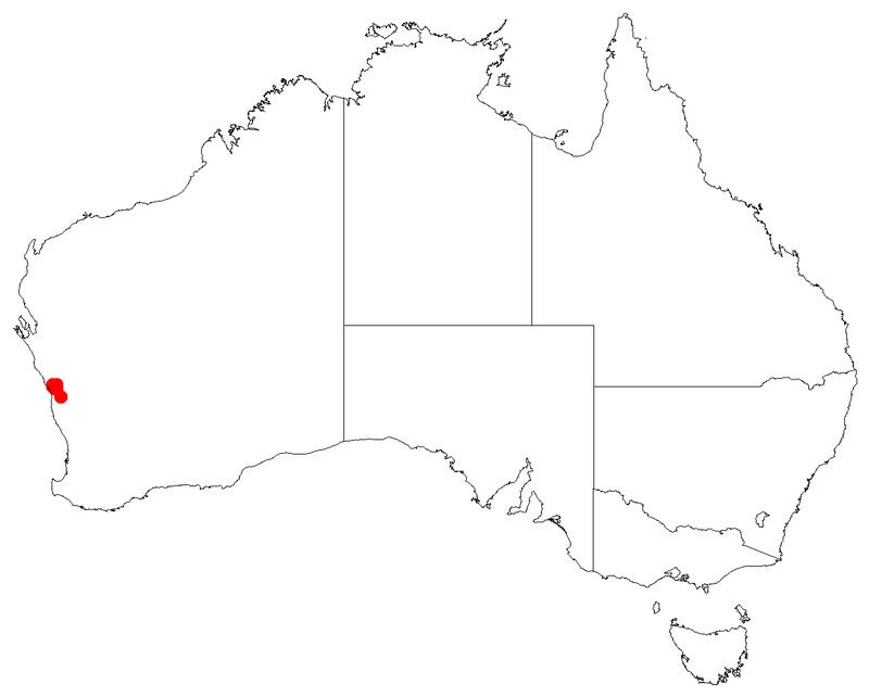 Leucopogon grammatus