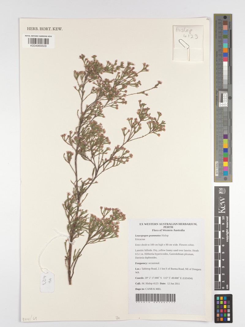 Leucopogon grammatus photo 2