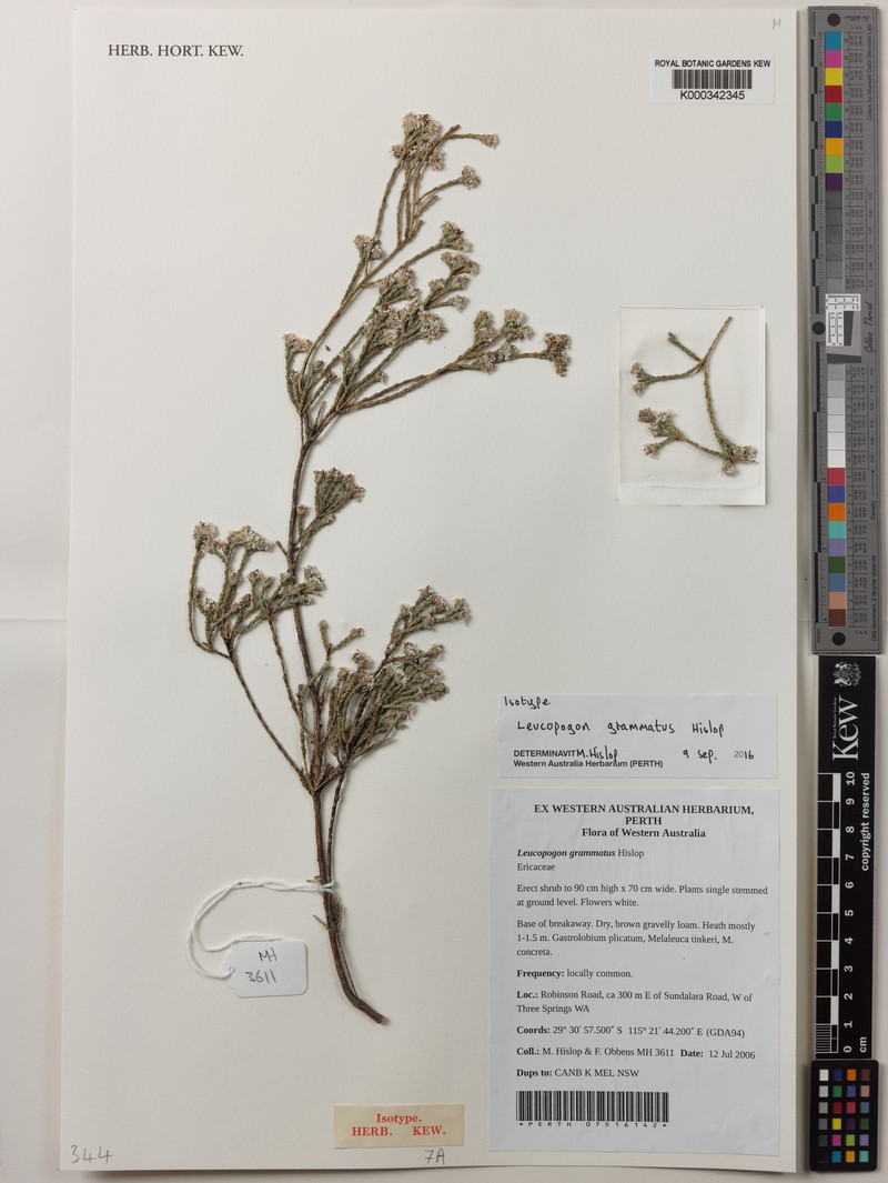 Leucopogon grammatus photo 3