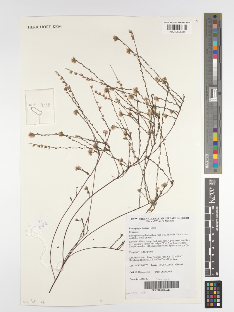 Leucopogon incisus photo 2