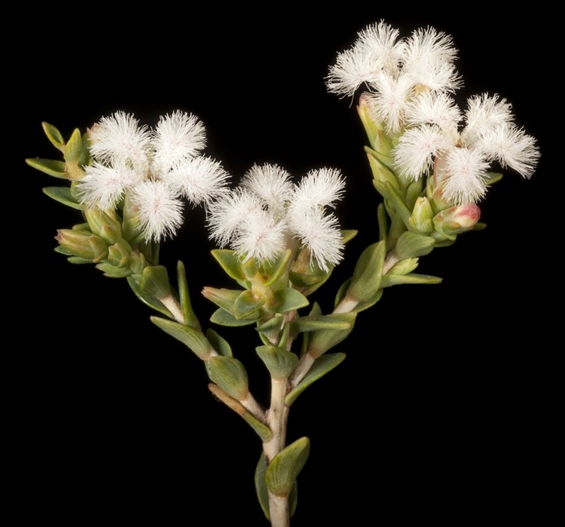 Leucopogon inflexus