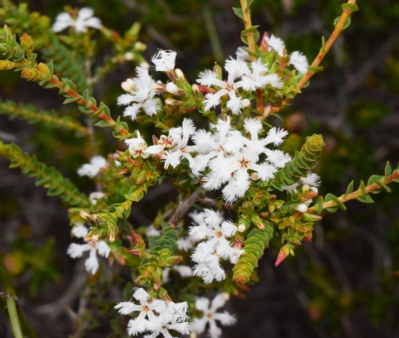 Leucopogon inflexus photo 3