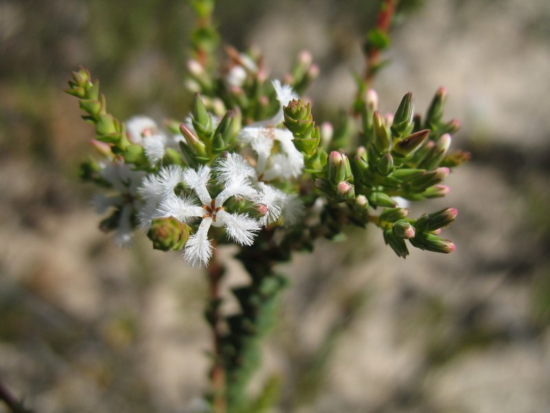 Leucopogon inflexus photo 4