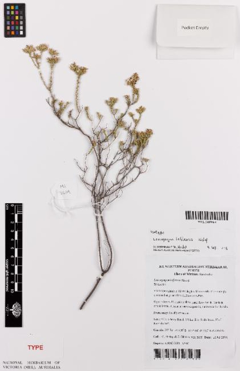 Leucopogon inflexus photo 6