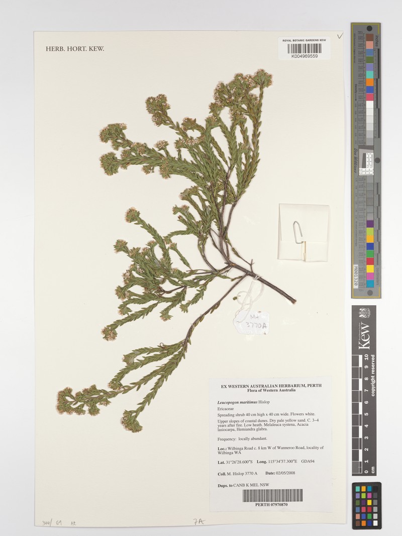 Leucopogon maritimus photo 2