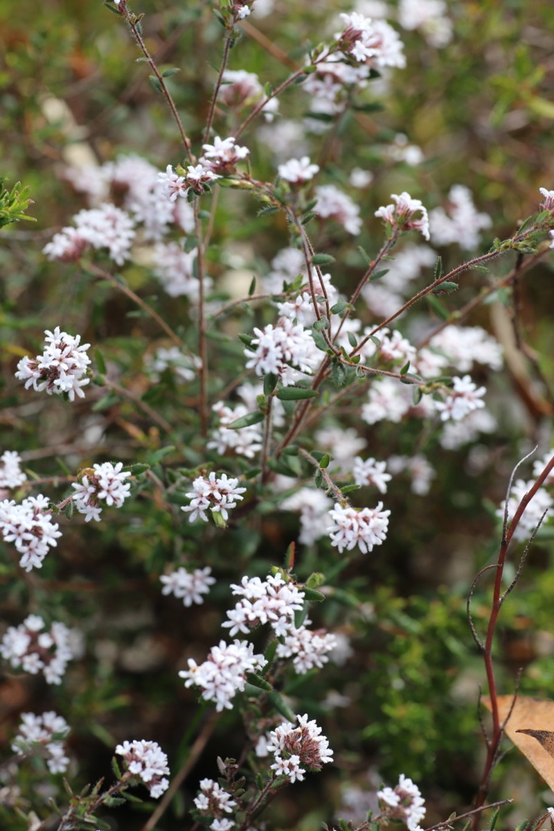 Leucopogon microcarpus photo 2