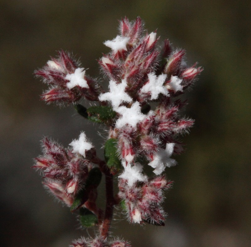 Leucopogon microcarpus photo 3