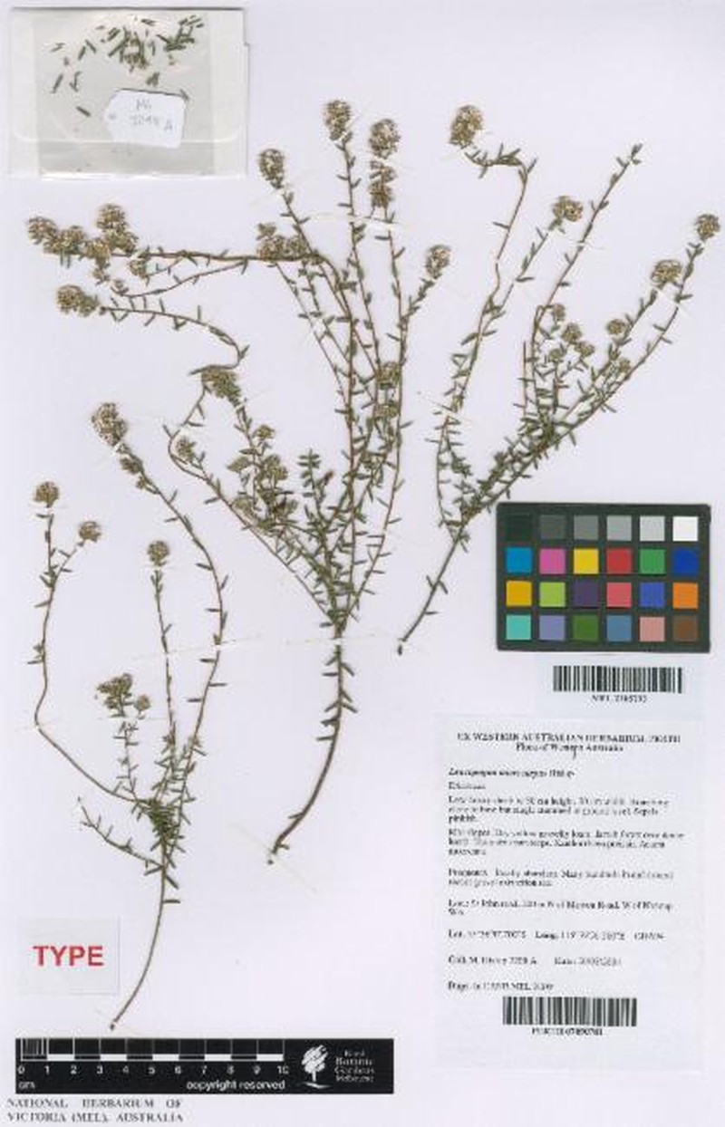 Leucopogon microcarpus photo 4