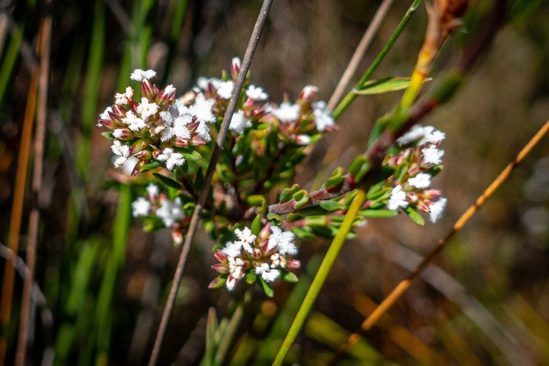 Leucopogon microphyllus var. microphyllus