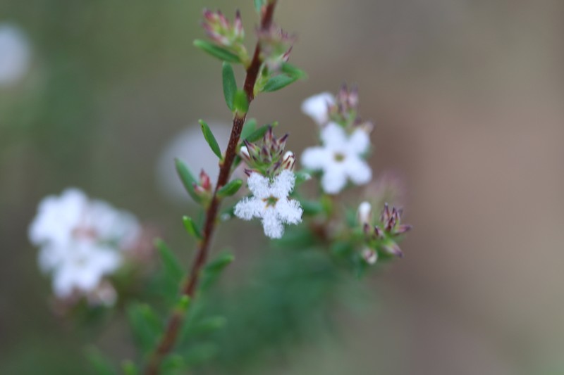 Leucopogon microphyllus var. microphyllus photo 2