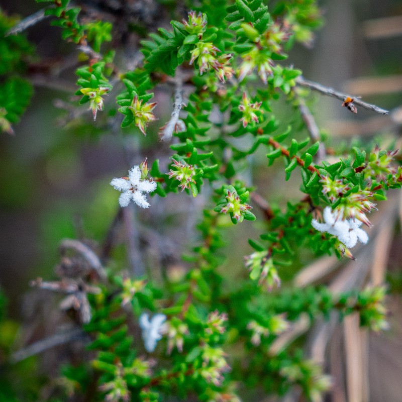 Leucopogon microphyllus var. microphyllus photo 3