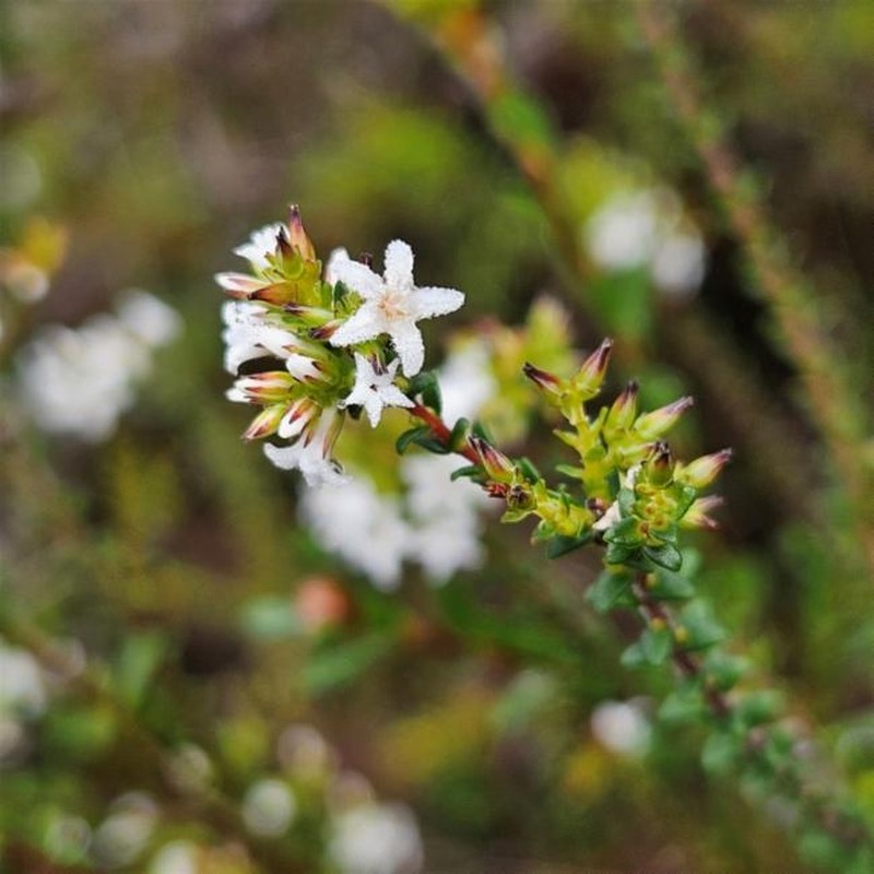 Leucopogon microphyllus var. microphyllus photo 4