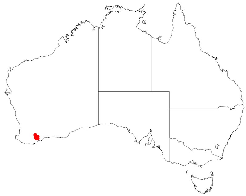Leucopogon newbeyi