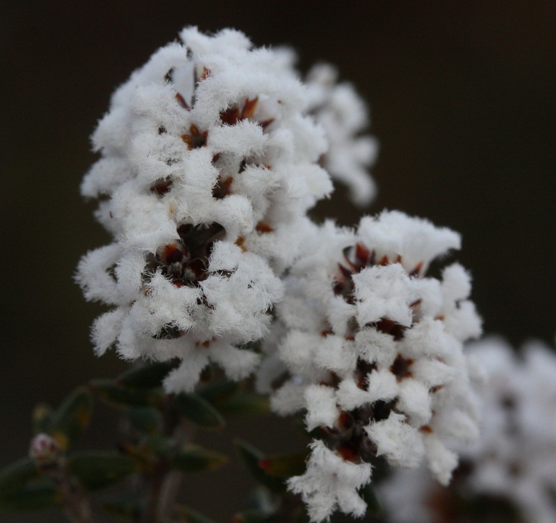 Leucopogon newbeyi photo 2