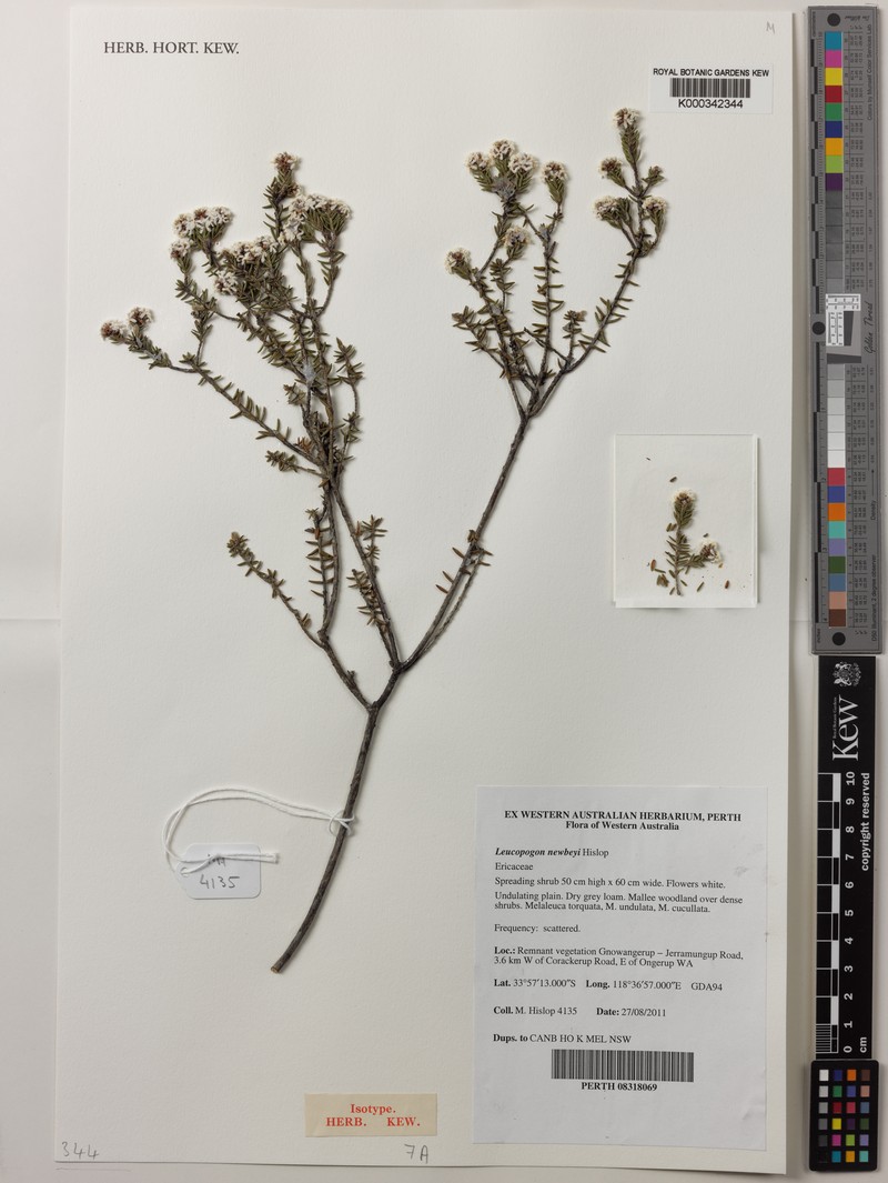 Leucopogon newbeyi photo 4