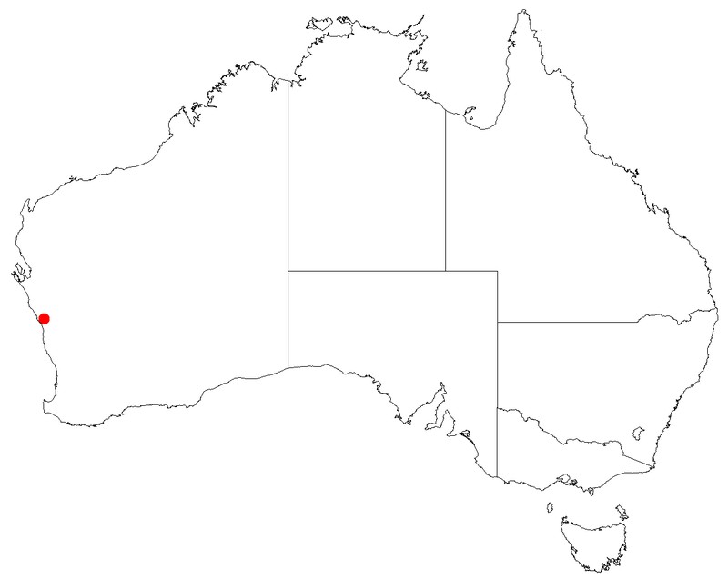 Leucopogon nitidus