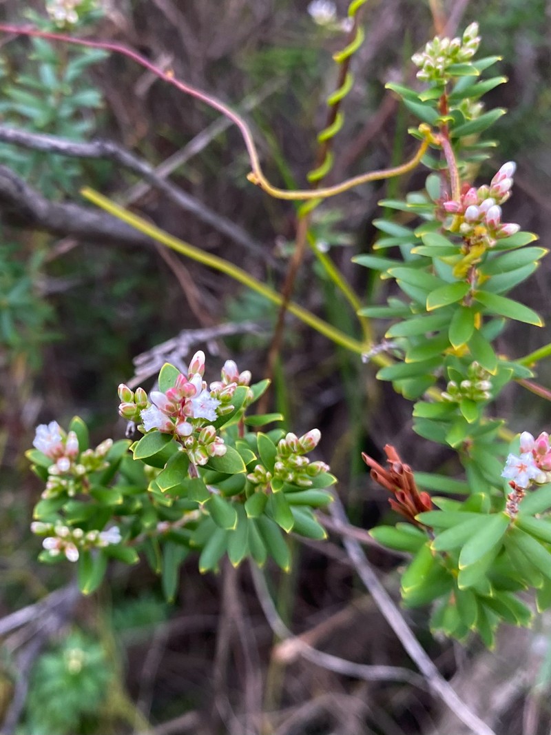 Leucopogon obovatus subsp. obovatus