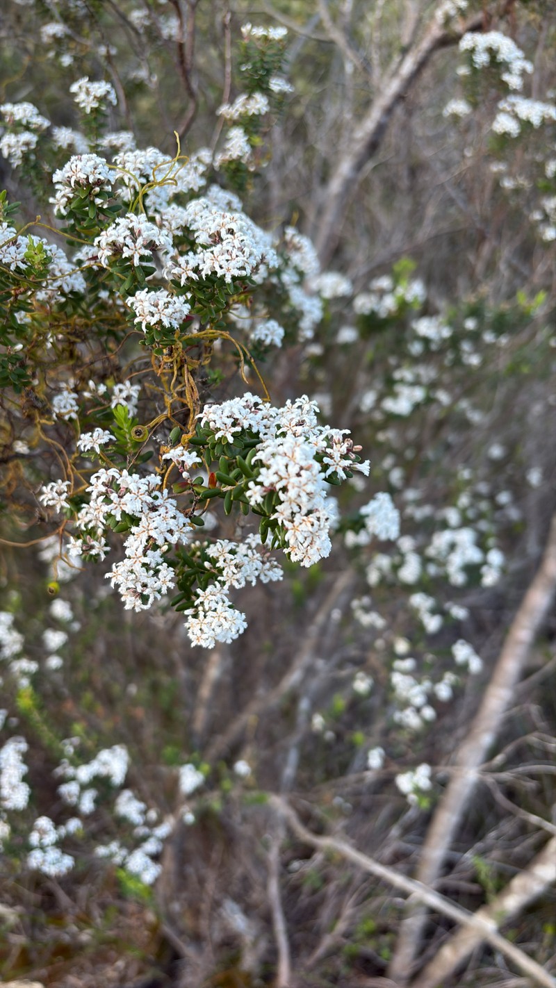 Leucopogon obovatus subsp. obovatus photo 2