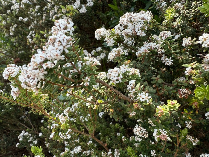 Leucopogon obovatus subsp. obovatus photo 3
