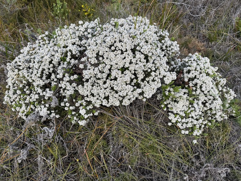 Leucopogon obovatus subsp. obovatus photo 4