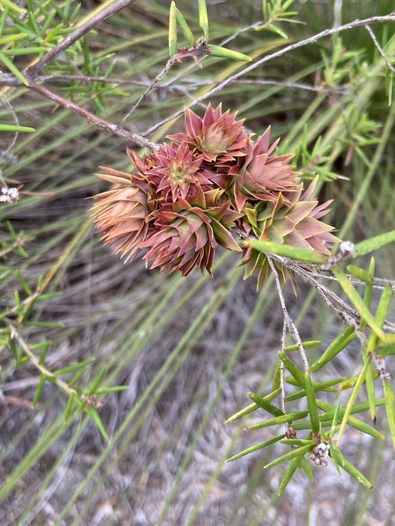 Leucopogon obovatus subsp. revolutus