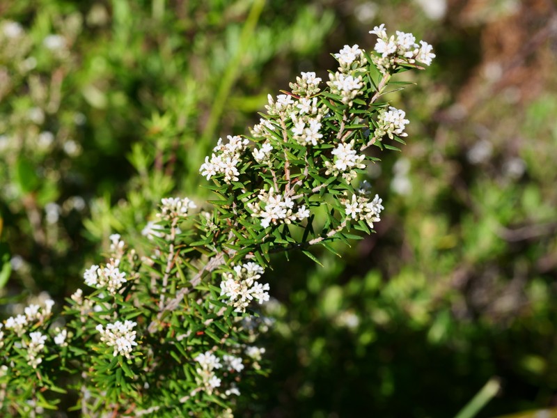Leucopogon obovatus subsp. revolutus photo 2