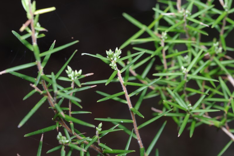 Leucopogon obovatus subsp. revolutus photo 3
