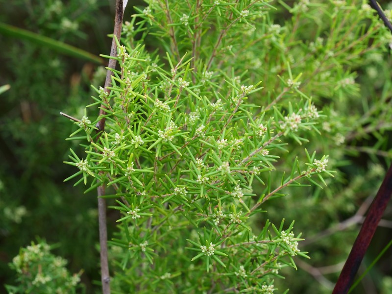 Leucopogon obovatus subsp. revolutus photo 4