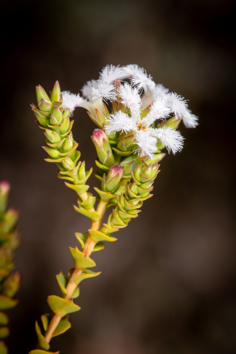 Leucopogon prolatus photo 2