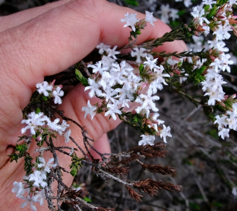 Leucopogon prolatus photo 3