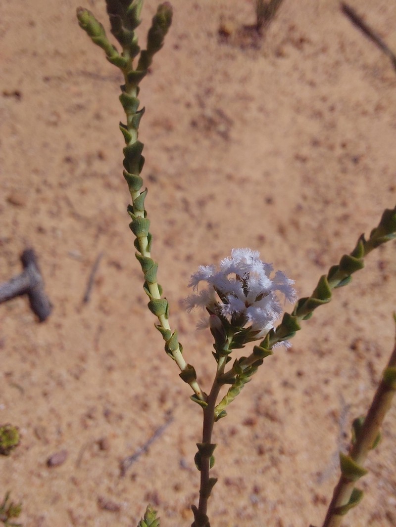 Leucopogon prolatus photo 4