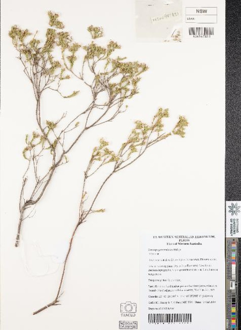 Leucopogon prolatus photo 5