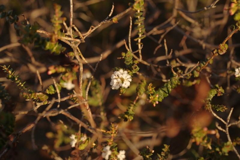 Leucopogon simulans photo 3