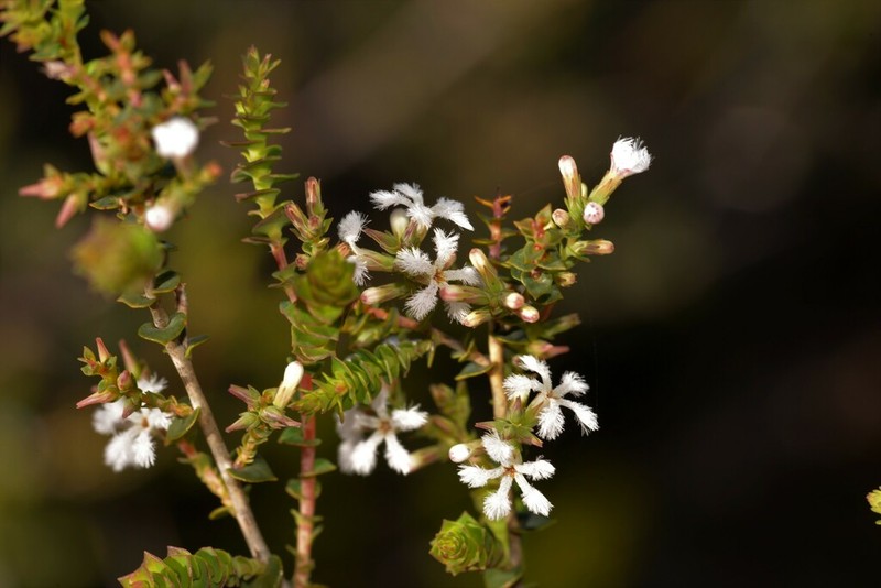 Leucopogon simulans photo 4