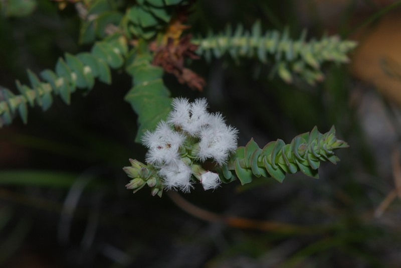 Leucopogon simulans photo 5