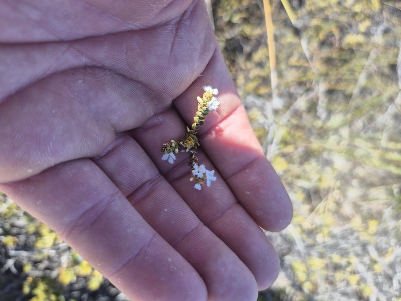 Leucopogon simulans photo 6