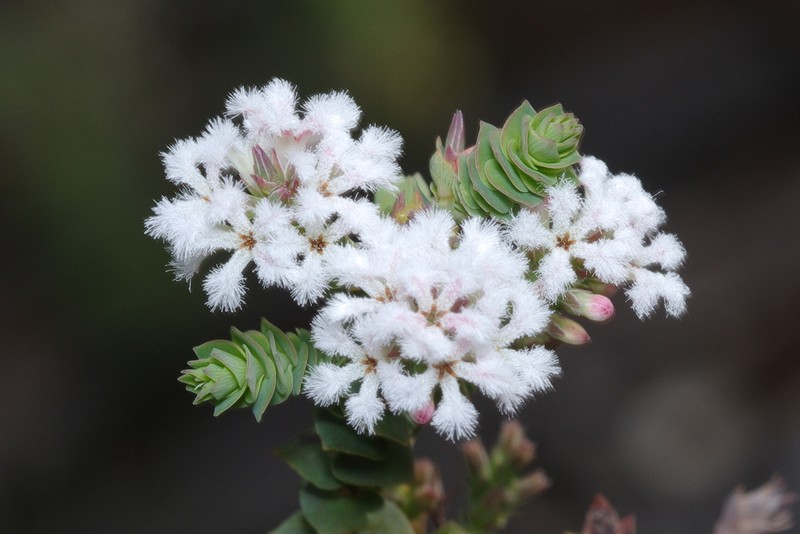 Leucopogon simulans photo 7