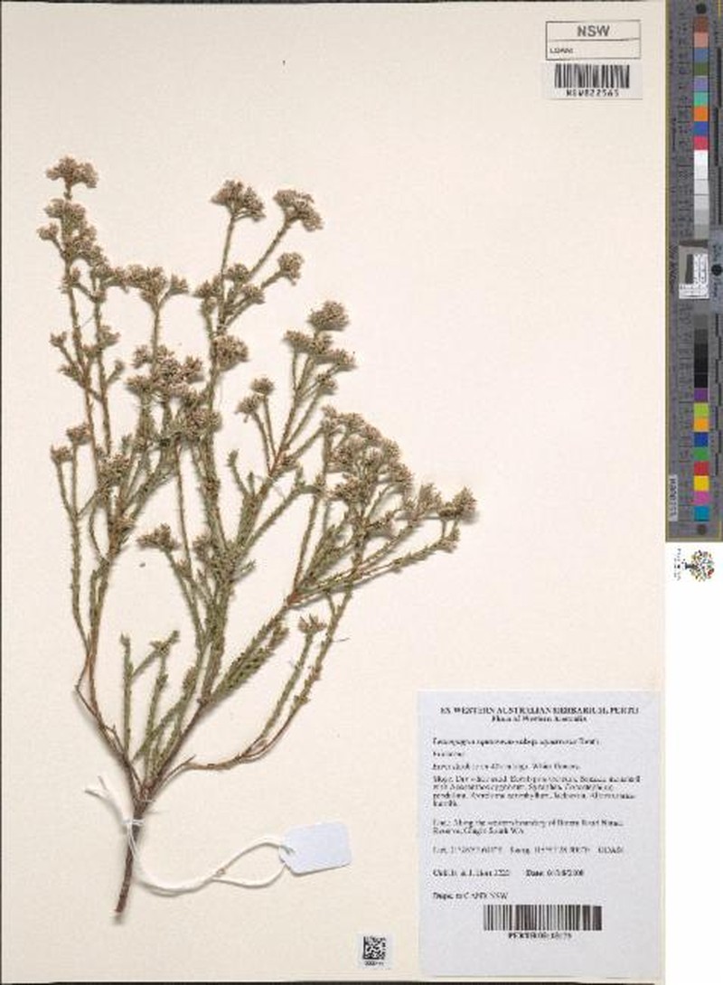 Leucopogon squarrosus subsp. squarrosus