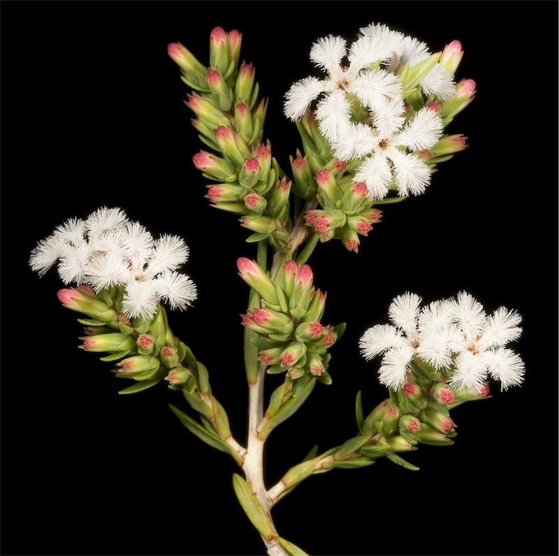 Leucopogon stenophyllus