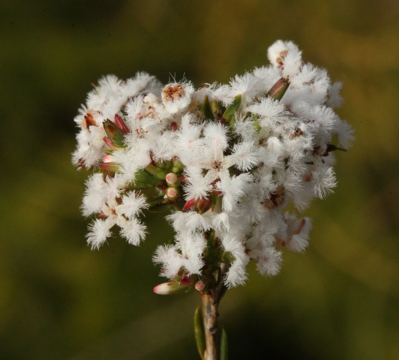 Leucopogon stenophyllus photo 3