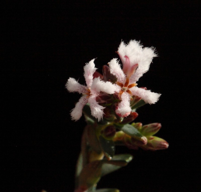 Leucopogon stenophyllus photo 4